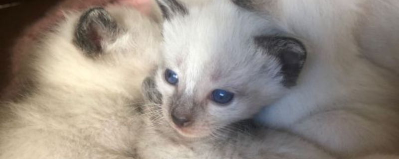 猫老是蹲坑但拉不出来