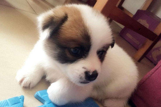 蝴蝶犬的价格，一般在1200～5000元左右品相越好越贵
