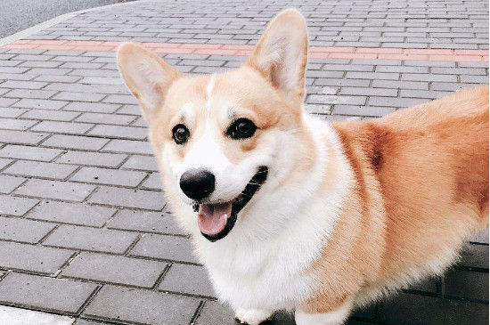 柯基会叫吗