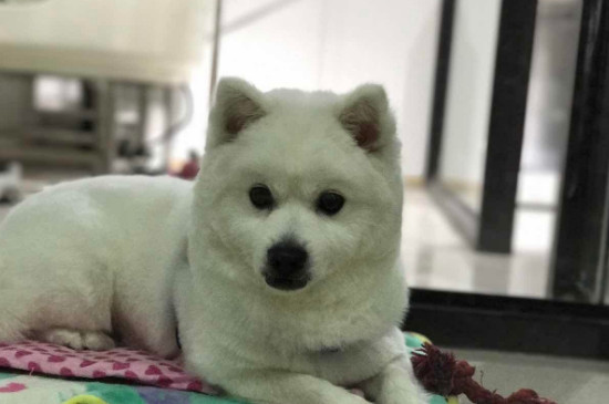 狗狗舔你是什么表现