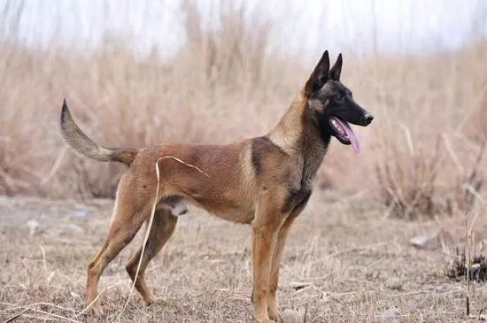 马犬和德牧优缺点对比