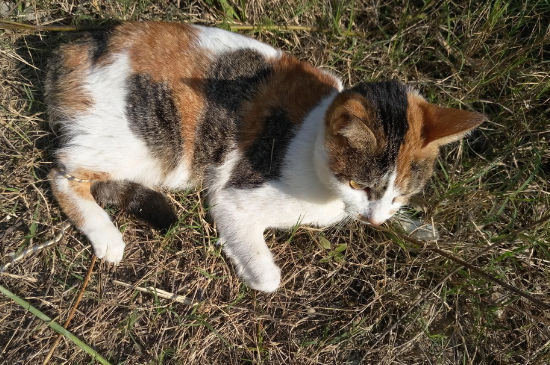 长毛田园猫特征
