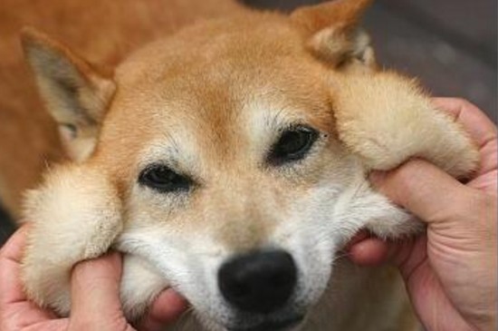 捏柴犬脸它会生气吗，在合理的力度和幅度内柴犬不会生气