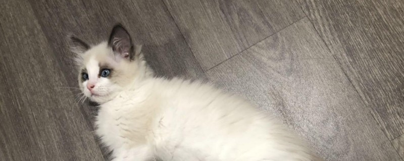 刚满月的小猫怎么喂养