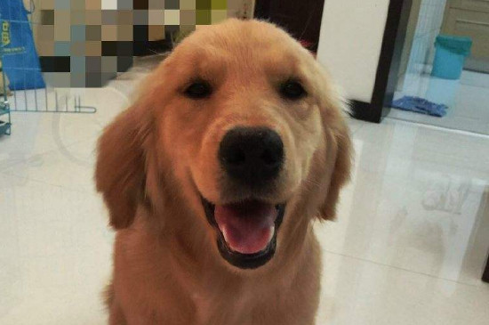 狗驱虫药饭前吃还是饭后吃