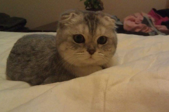 折耳猫生病都有什么症状