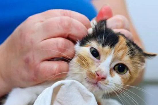 猫咪需要定期驱虫吗