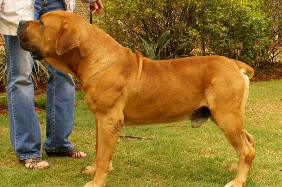 中国禁养犬种