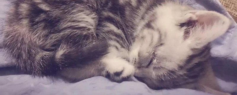 怎么对付猫晚上不睡觉