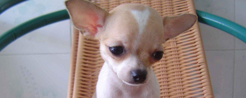 狗狗种类