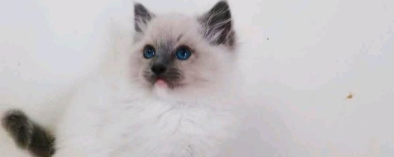 猫多大发情