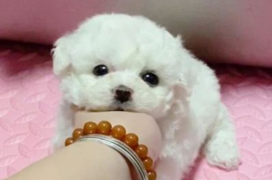 狗狗补钙几天见效