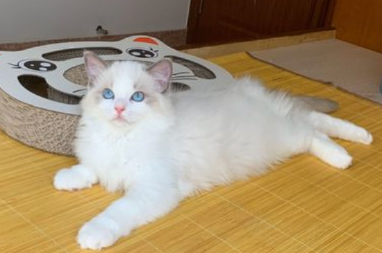 猫几天就发一次情咋回事