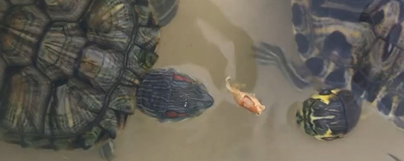 乌龟眼睛睁不开了怎么办