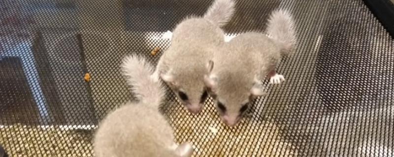 睡鼠养一只还是养一对