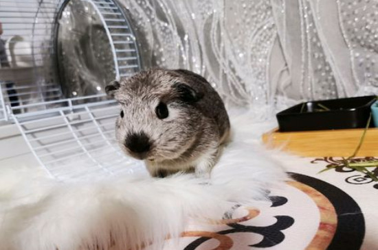 豚鼠容易死吗