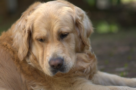 金毛犬能长多大