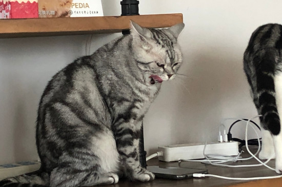 猫躺着拍打尾巴什么意思