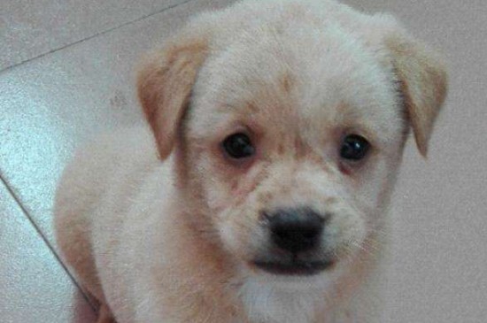 狗狗得犬瘟的症状，狗患犬瘟3种时期的症状和治疗方法