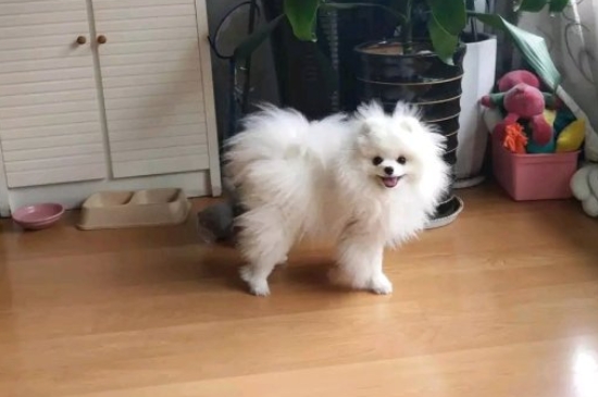 狗狗发抖多久就生啊