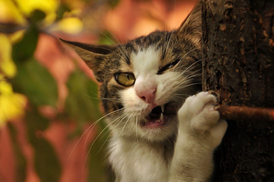 猫可以吃巧克力吗