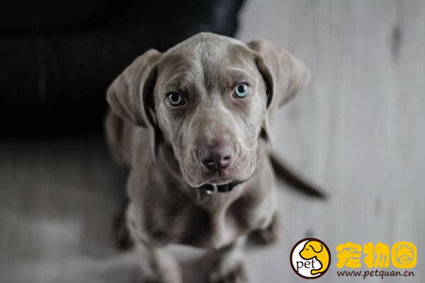 魏玛猎犬被称为绅士枪猎犬先生，曾不受猎人的宠爱