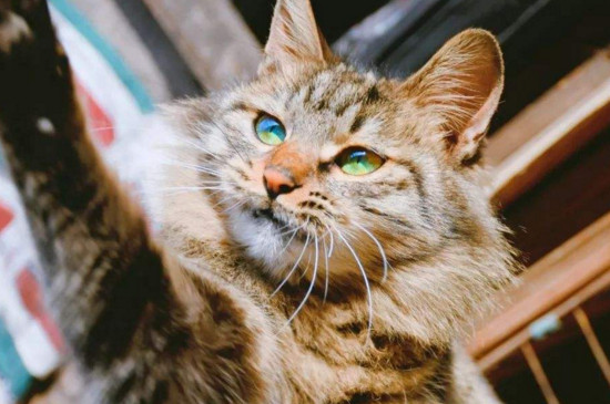 长毛狸花猫稀有吗