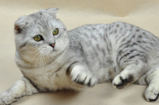 猫发情了怎么办
