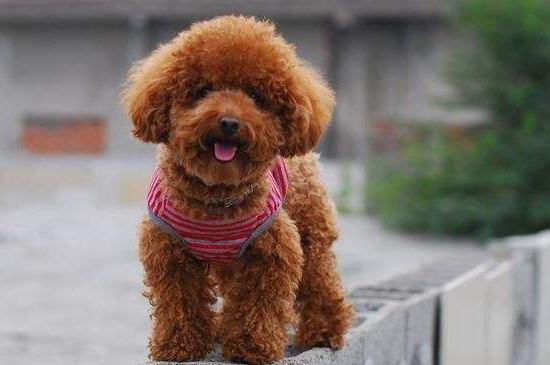 泰迪生产前的征兆