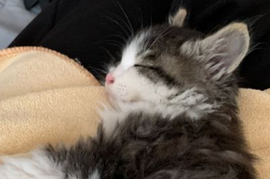 猫叫春为什么那么吓人