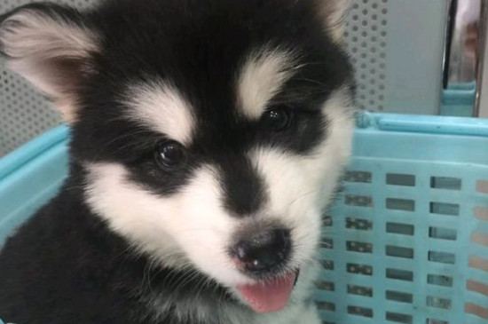 犬瘟热的治疗方法