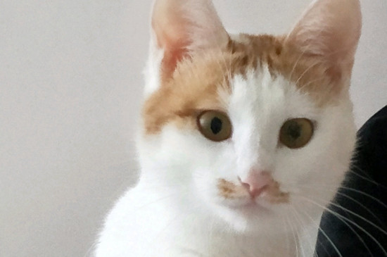 猫喝什么水