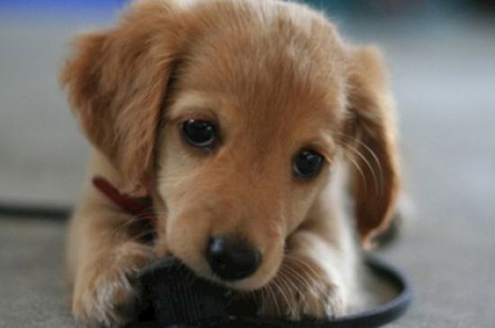 狗狗犬瘟热症状，呕吐腹泻体温异常还会浑身抽搐