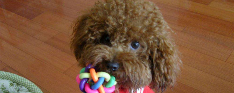 比熊是贵宾犬吗