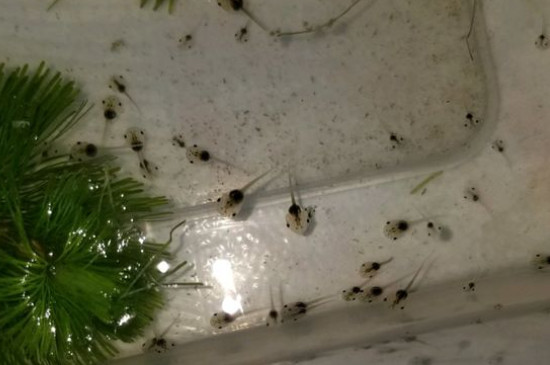 小蝌蚪孵化时的水要求