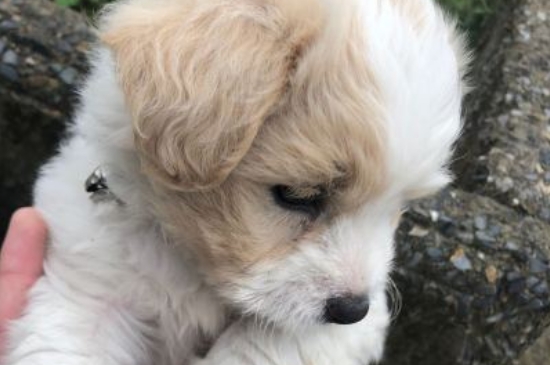 狗狗可以吃花生吗