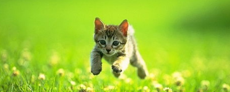 猫肚子大是怎么回事
