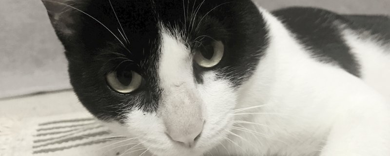 猫得了支原体感染