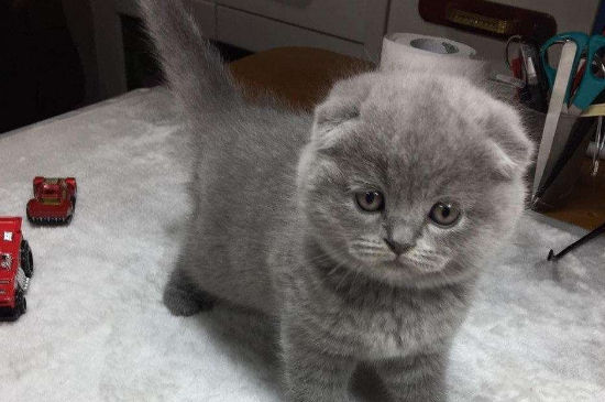 折耳蓝猫为什么不能养