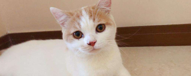 猫能吃酸奶吗