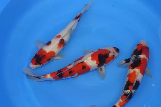 丹顶锦鲤怎么选