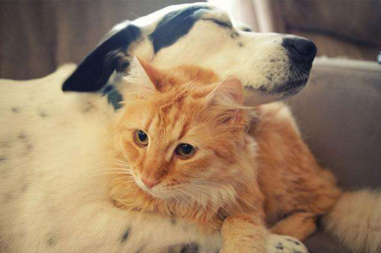 猫和狗能一起养吗