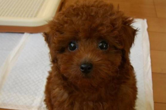 泰迪犬喜欢吃什么