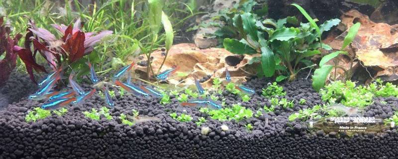 闯缸鱼放几条最合适