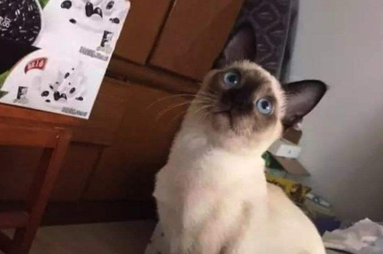 暹罗猫寿命一般多少年