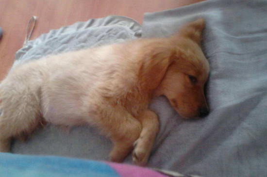 犬心保怎么吃