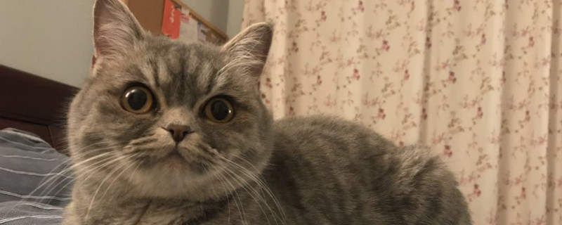 猫的心肌肥厚能活多久