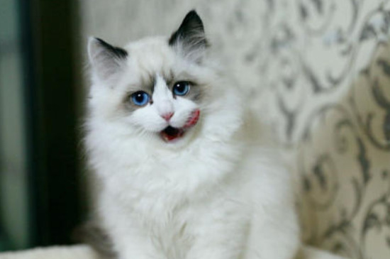 猫不吃饭怎么办