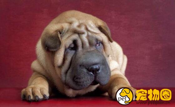 骨嘴沙皮犬才是真正的斗犬，而今却被肉沙取代