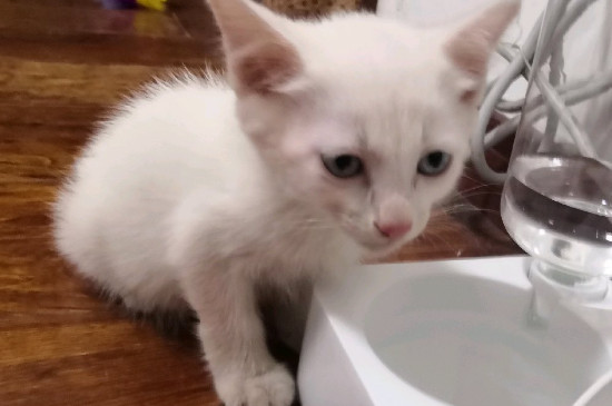 猫咪流眼泪怎么回事，怎么办才能缓解